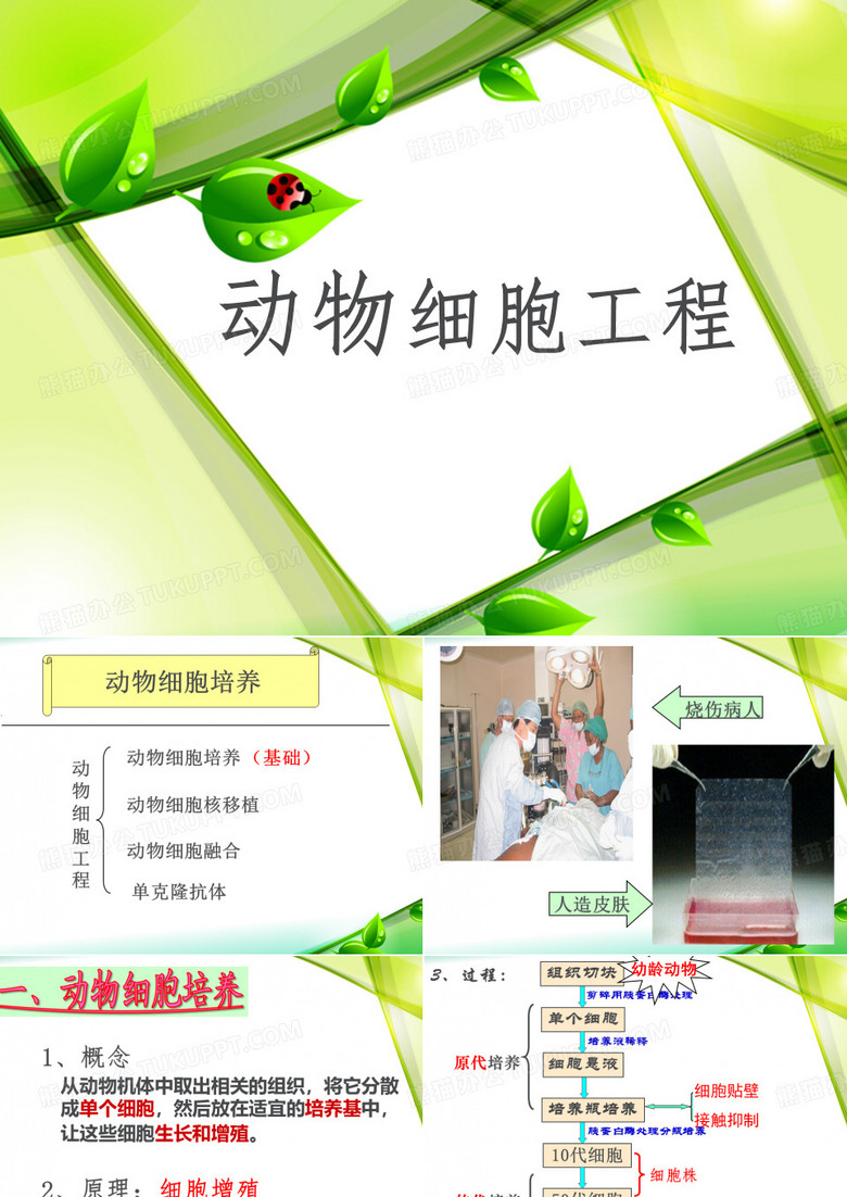 动物细胞工程