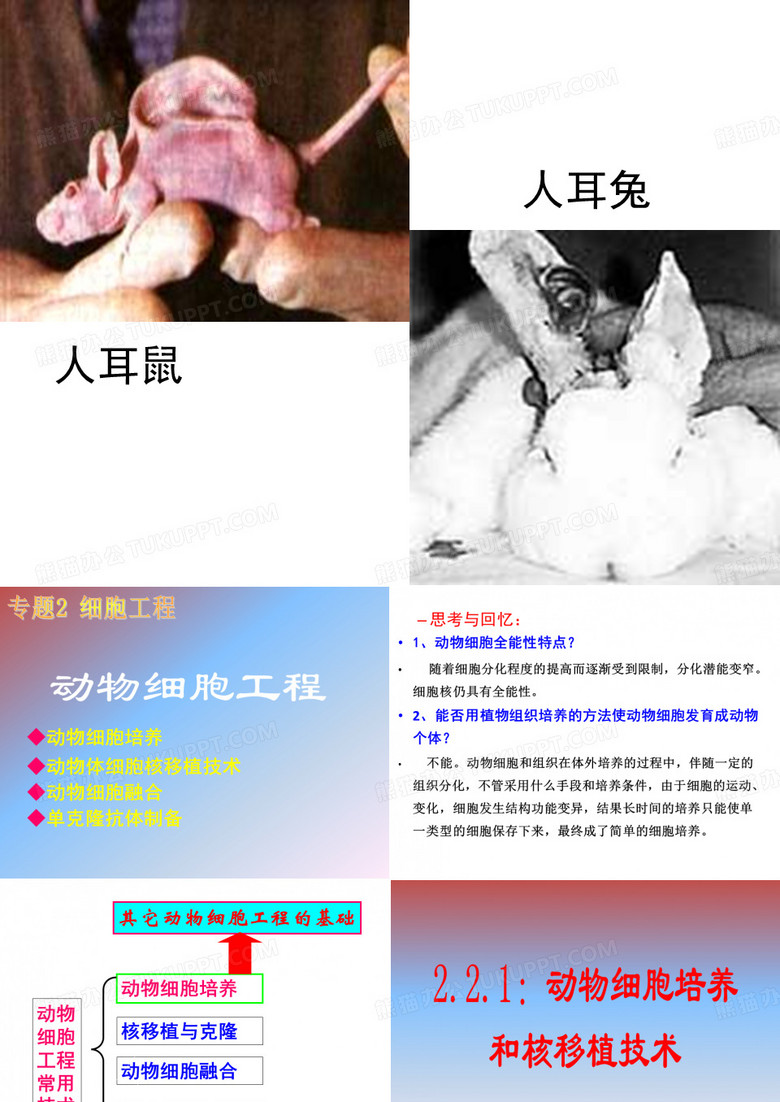 动物细胞工程