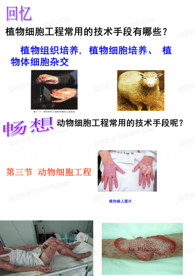 动物细胞工程