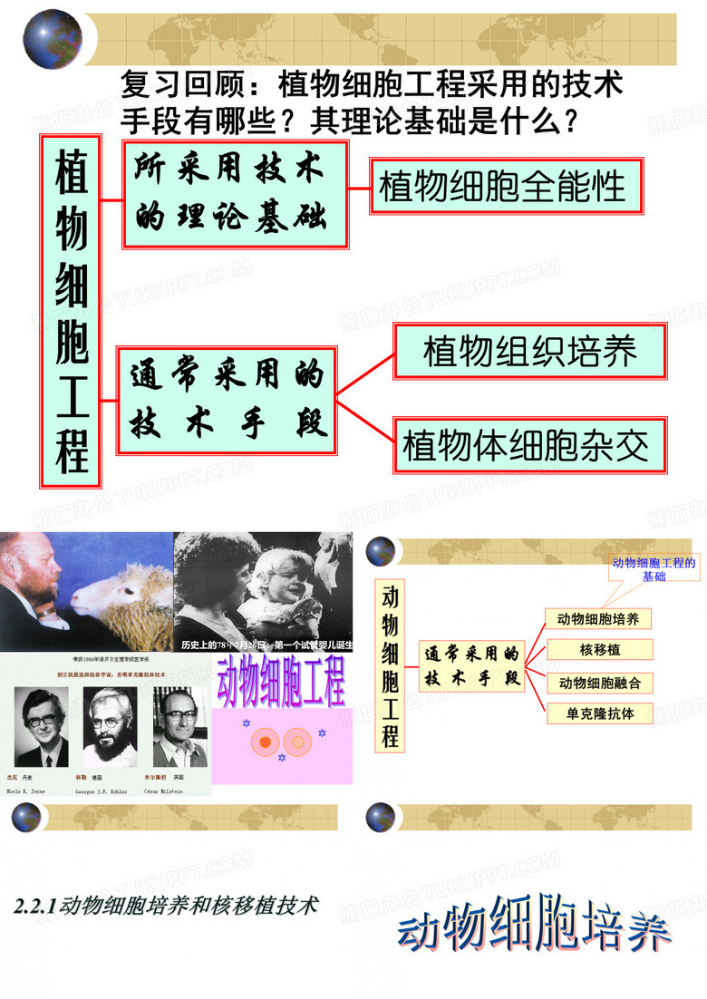 动物细胞工程