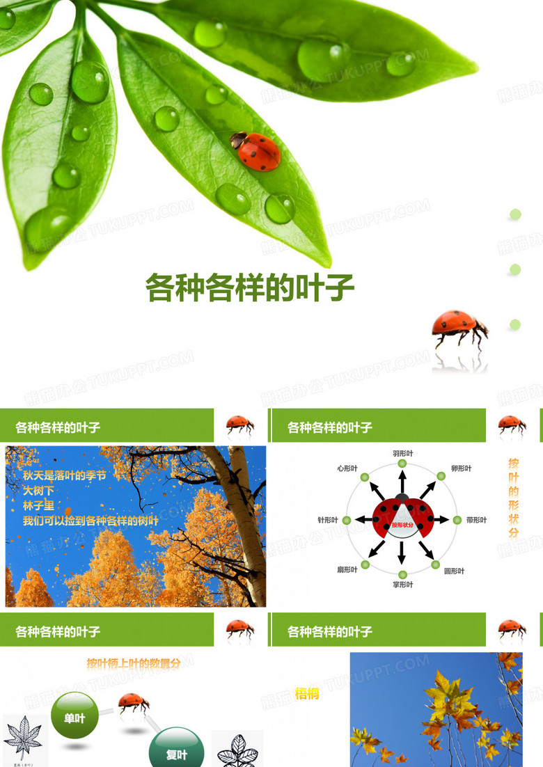 各种各样的叶子