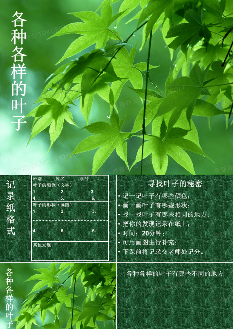 各种各样的叶子(修改)