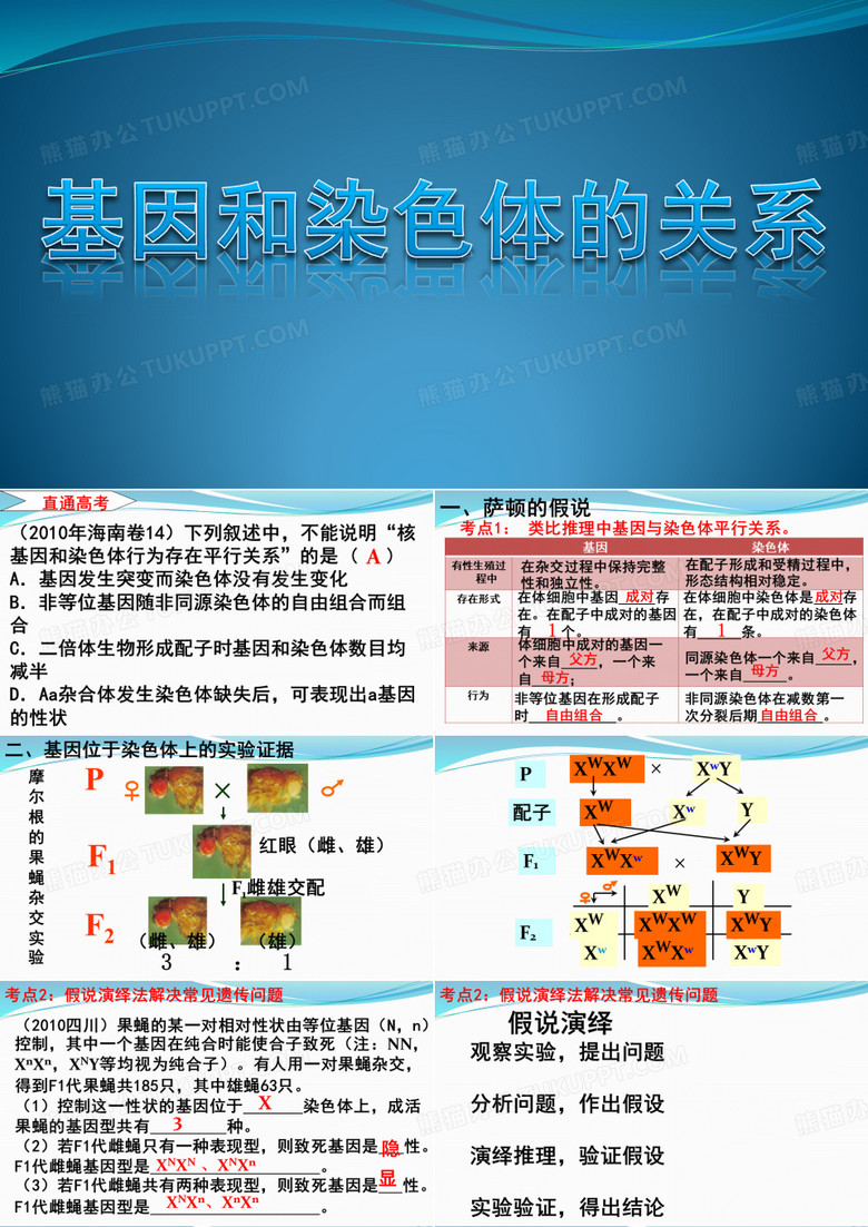 基因在染色体上
