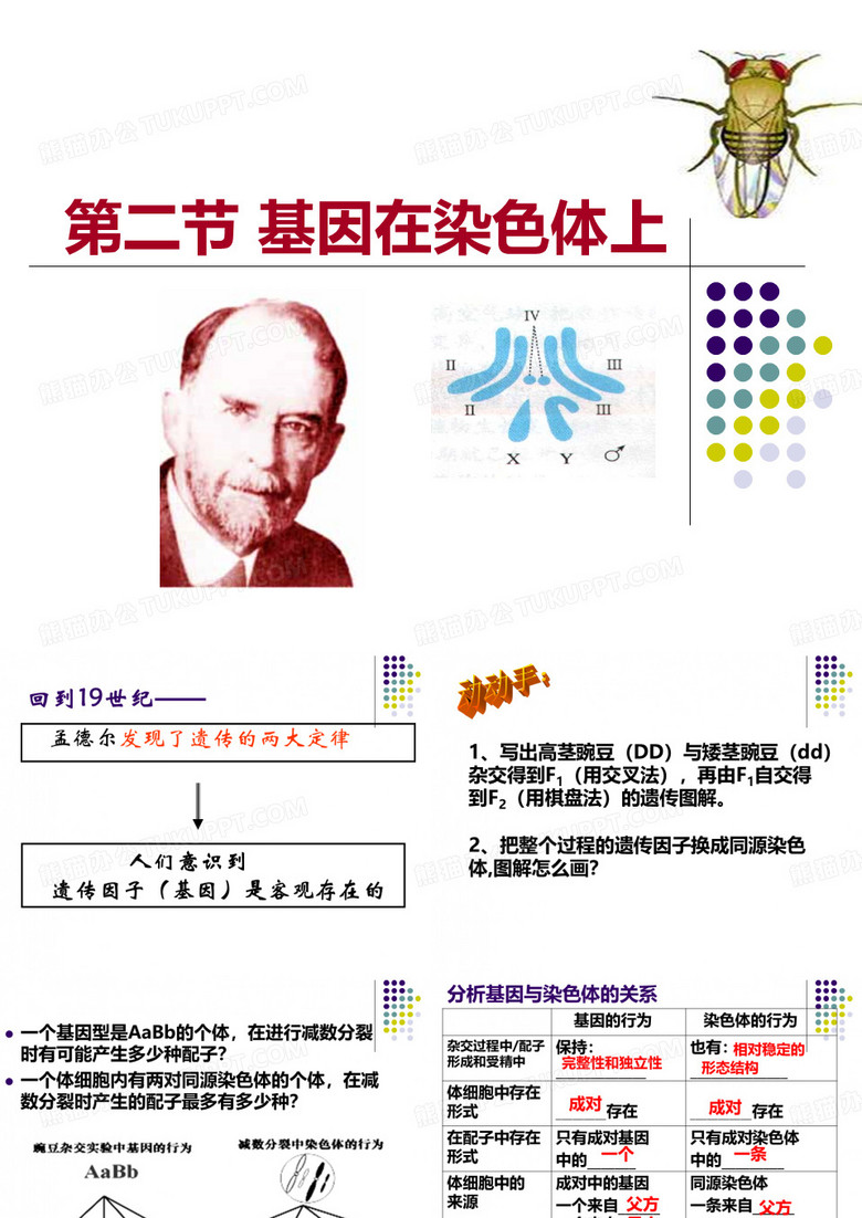 基因在染色体上
