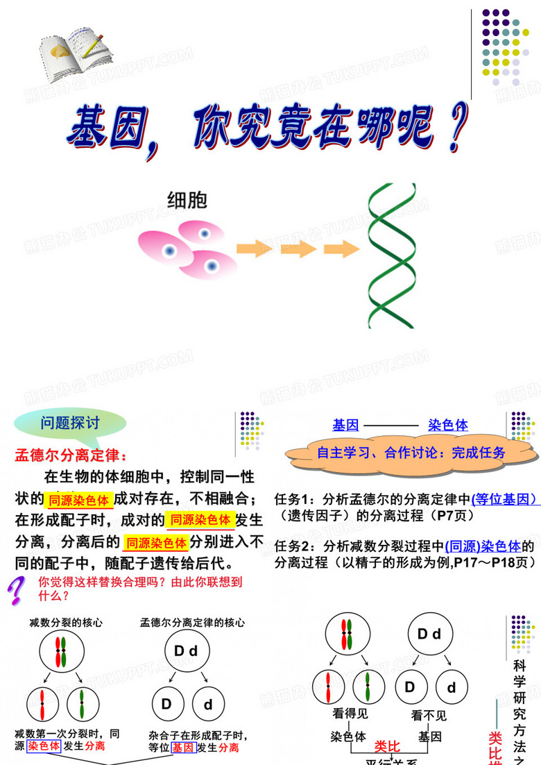 基因在染色体上
