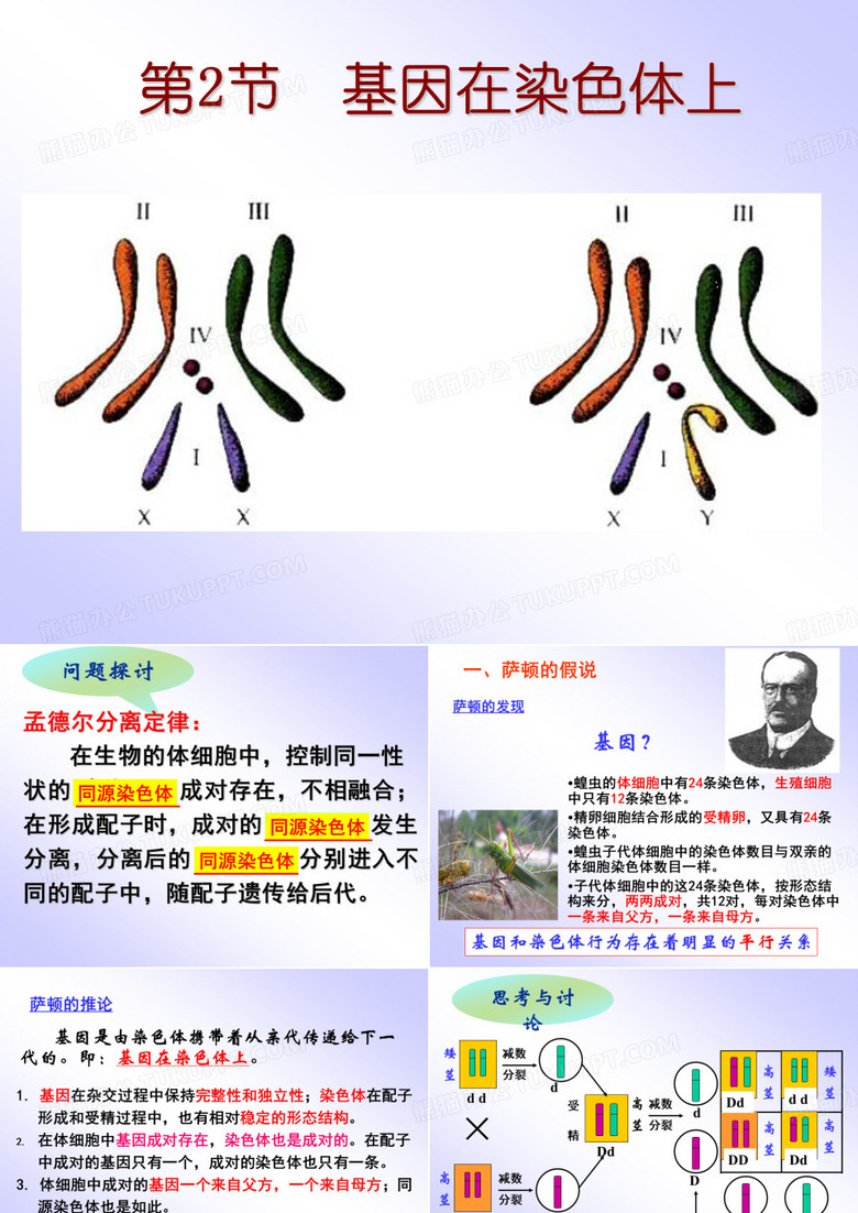 基因在染色体上