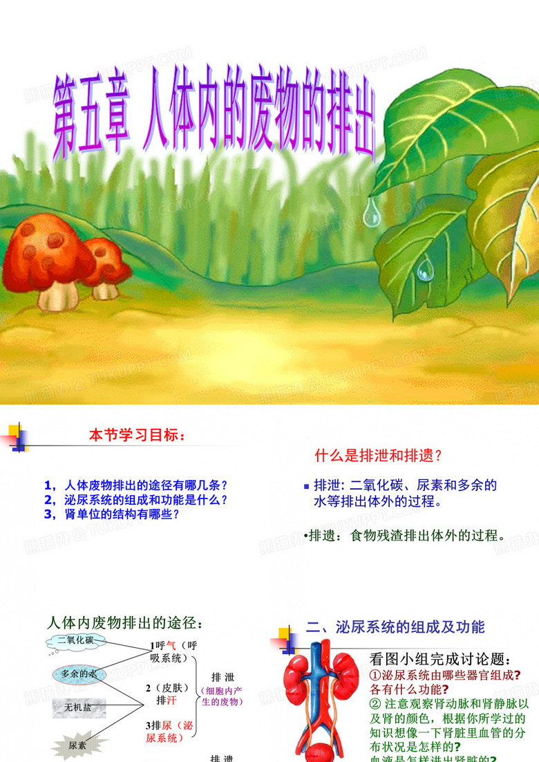 人体内废物的排出