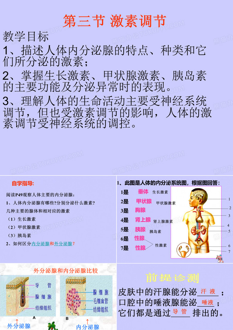 人体的激素调节