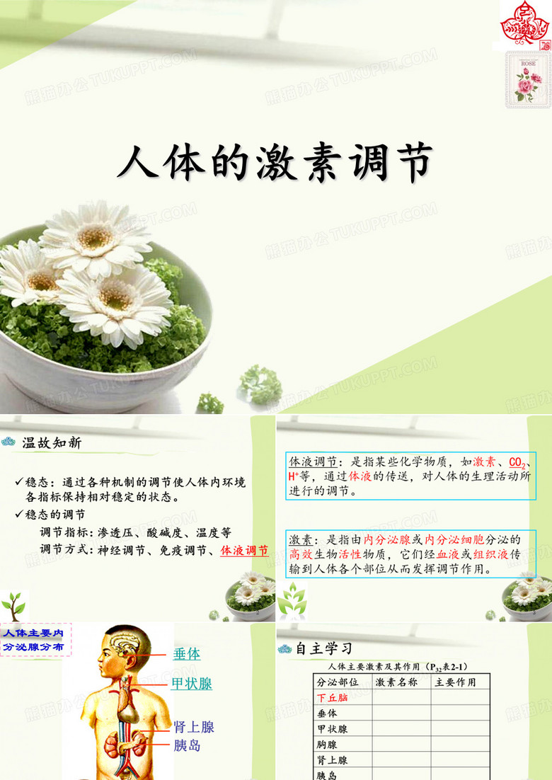 人体的激素调节