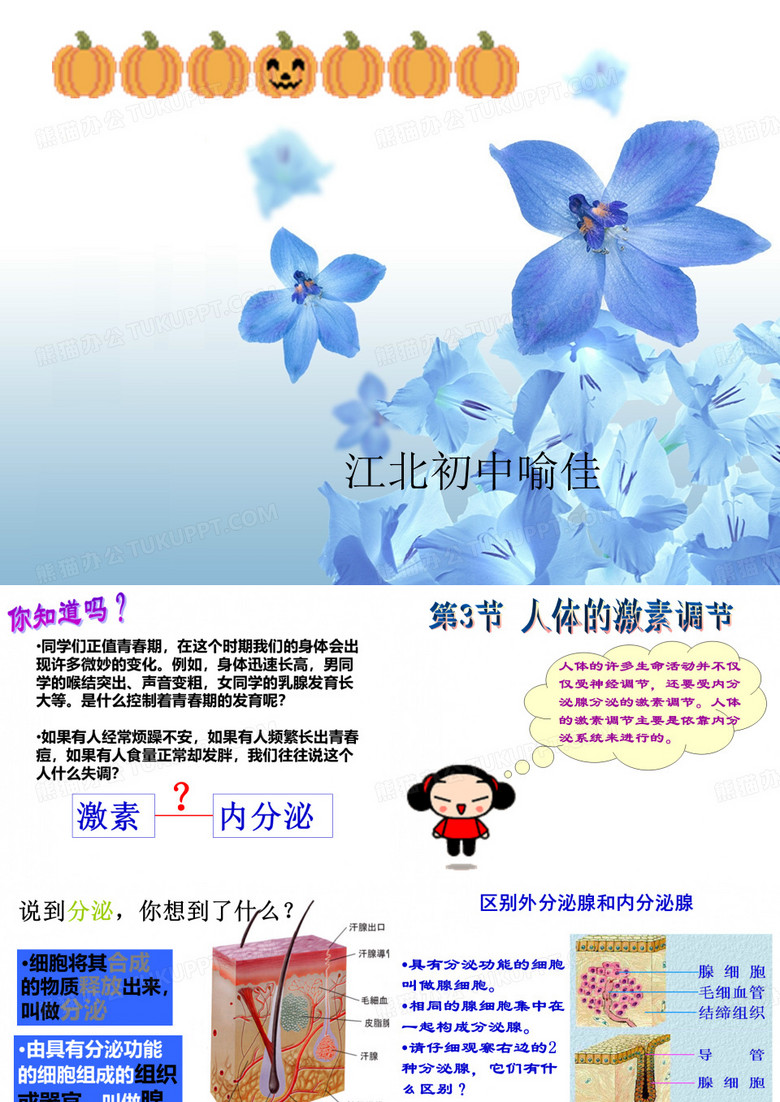 人体的激素调节
