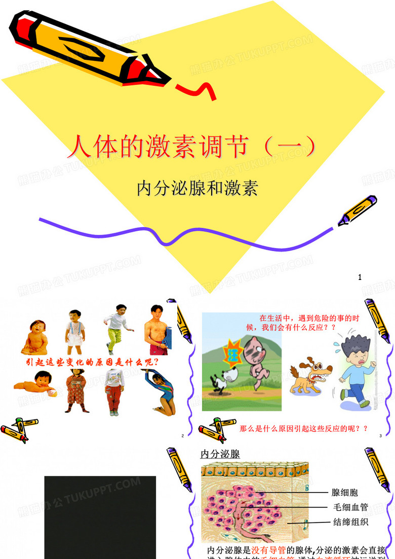 人体的激素调节