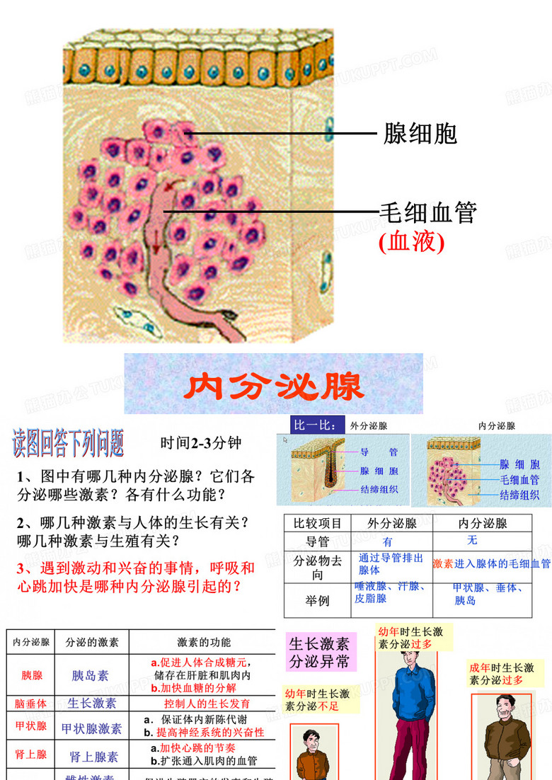 人体的激素调节ppt