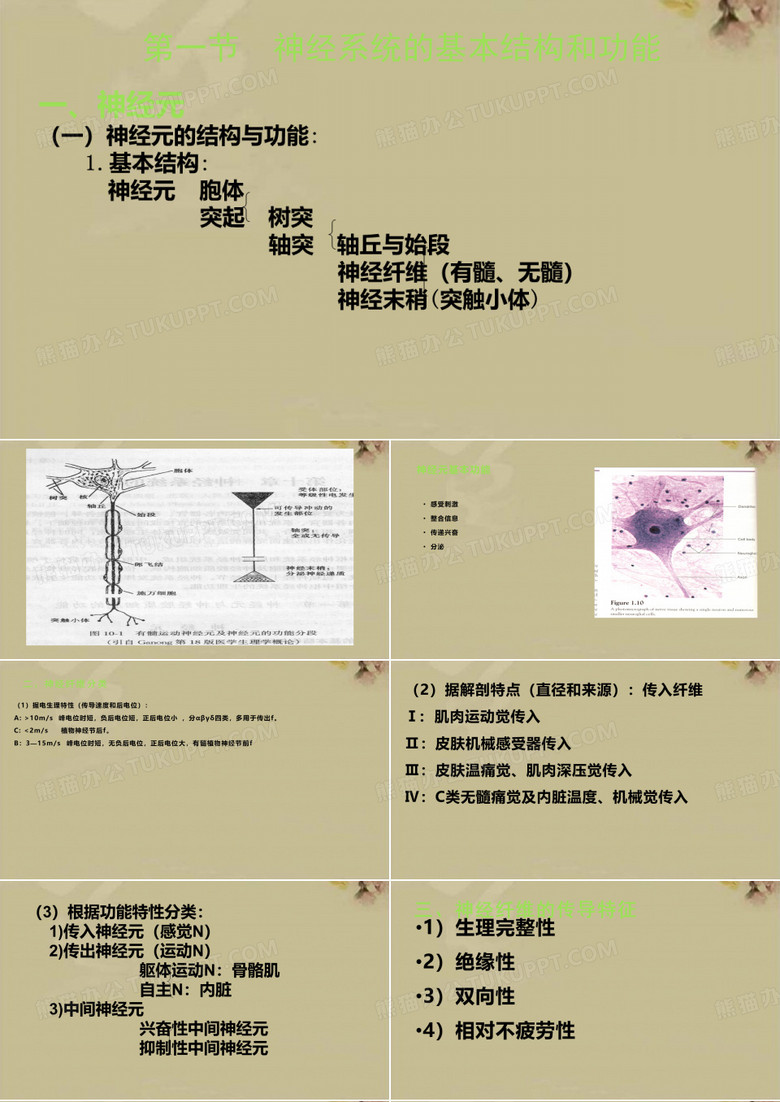 生理学神经系统