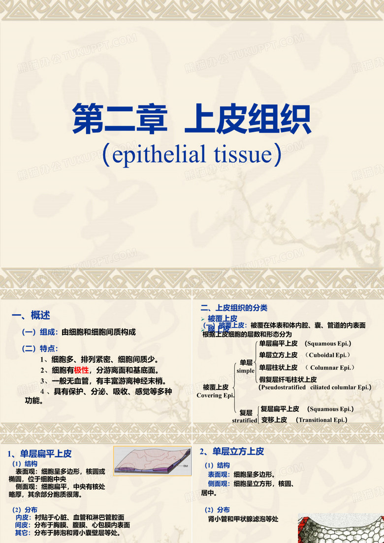 上皮组织
