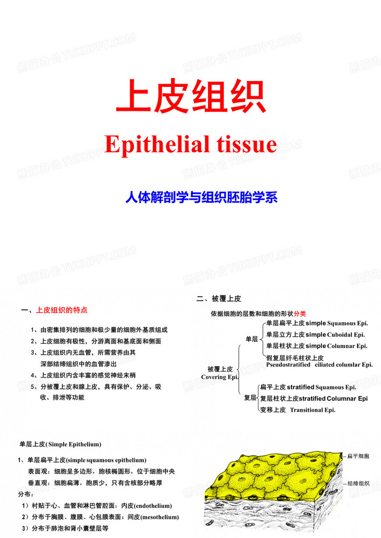 组织胚胎学：上皮组织