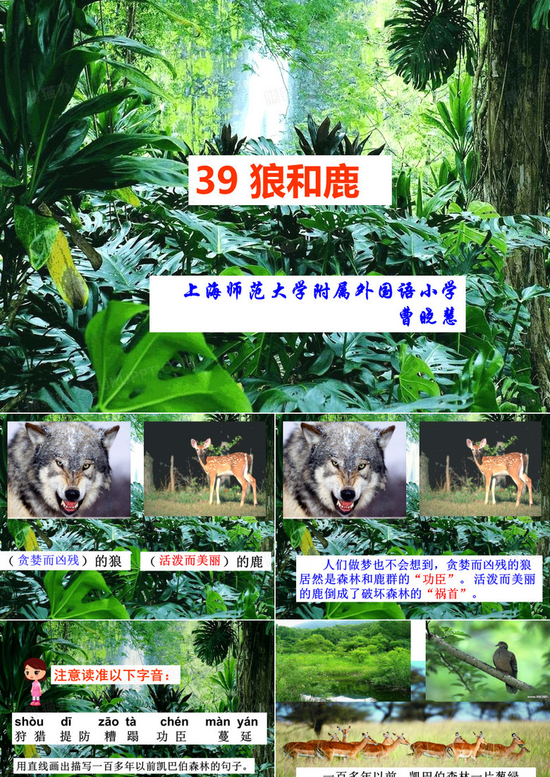 39 狼和鹿