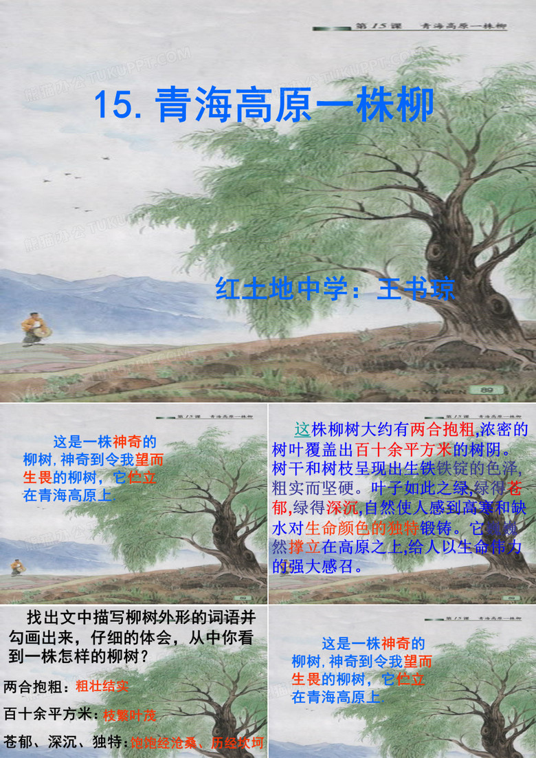 青海高原一株柳
