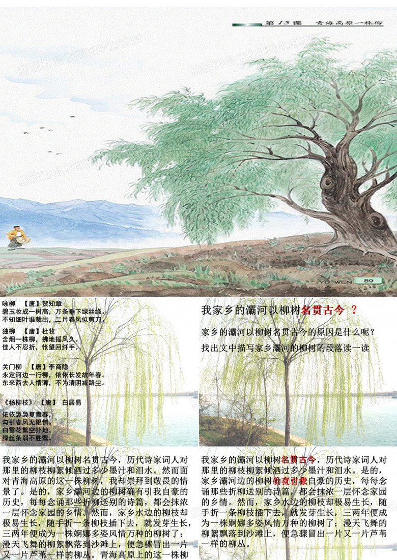 青海高原一株柳