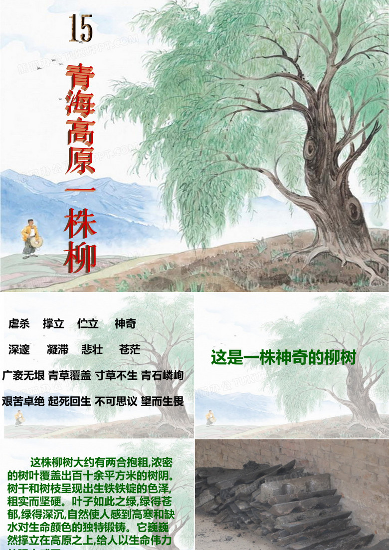 青海高原一株柳