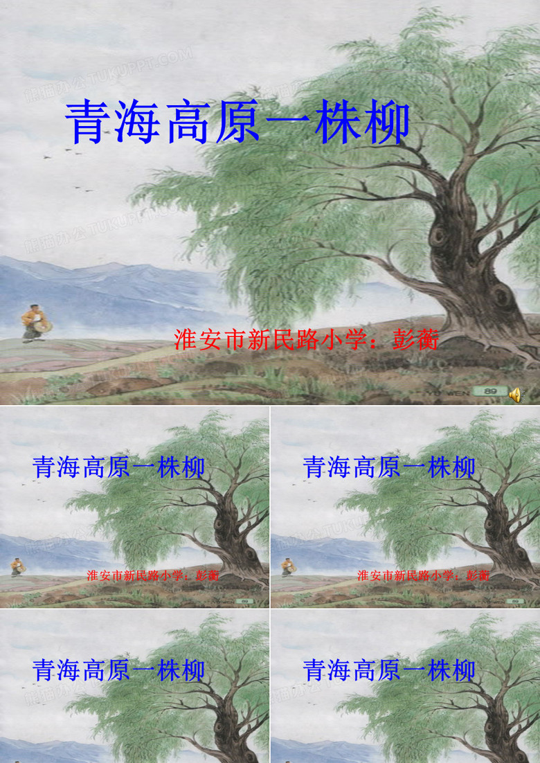 青海高原一株柳