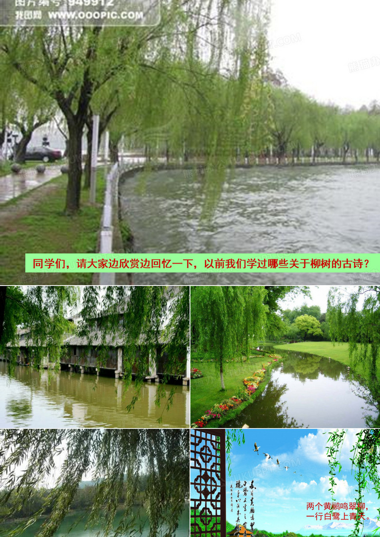 《青海高原一株柳》课件