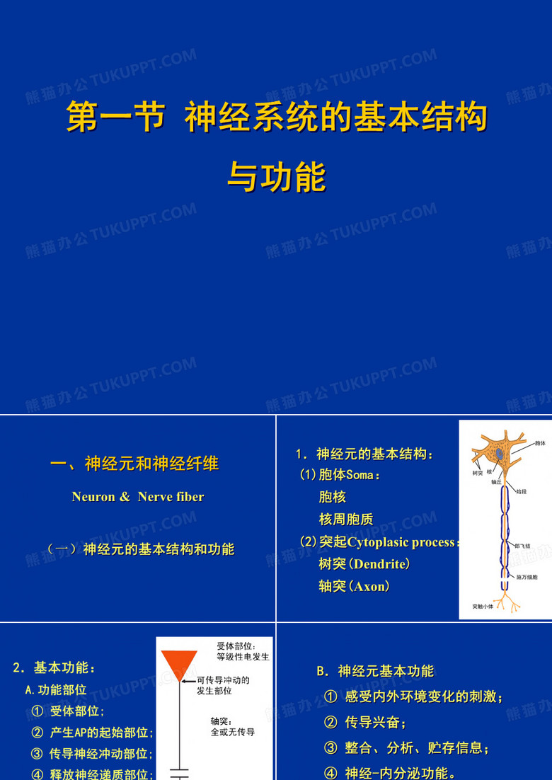神经系统生理学