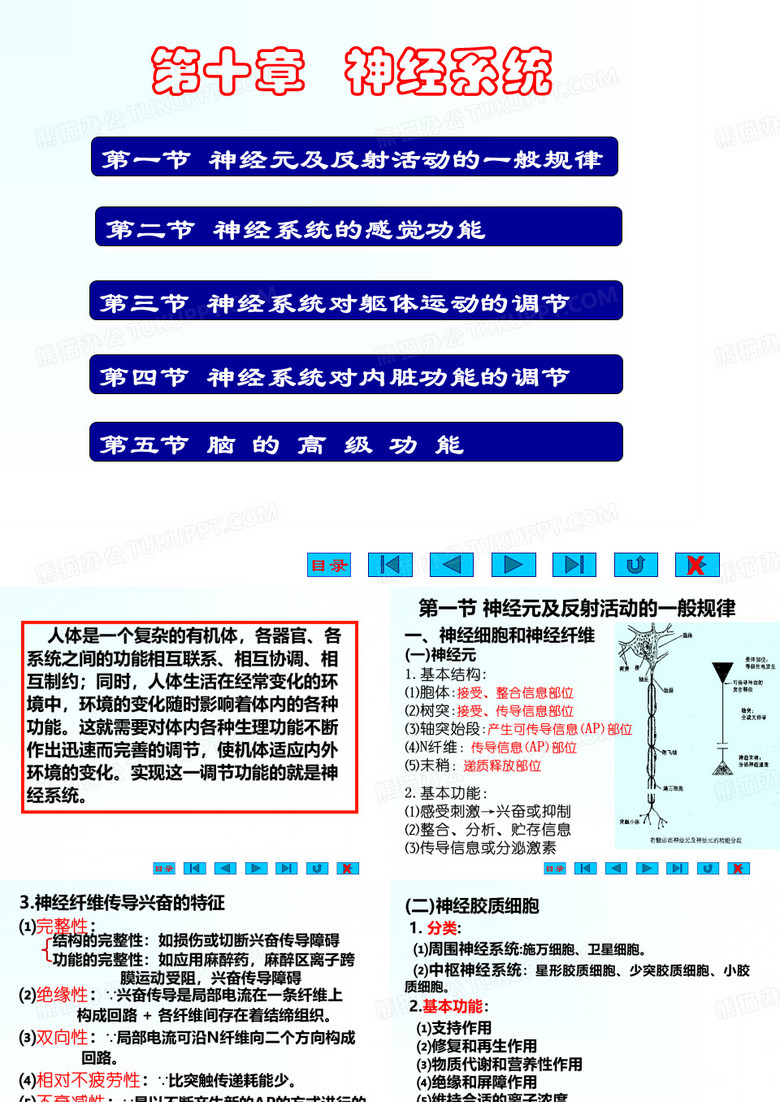 生理学课件_神经系统