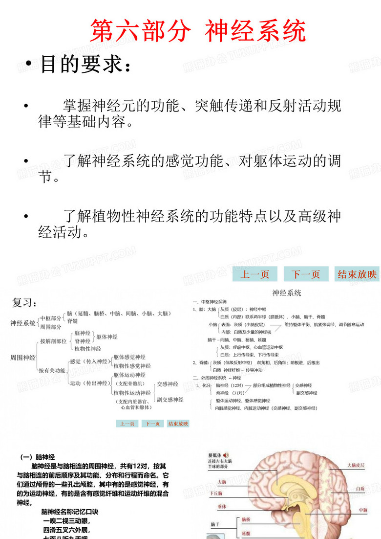 生理学课件--神经系统