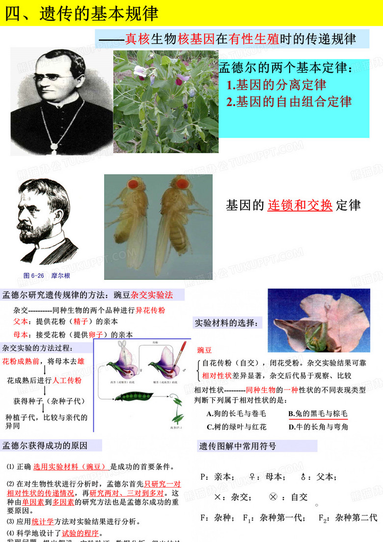 孟德尔遗传定律