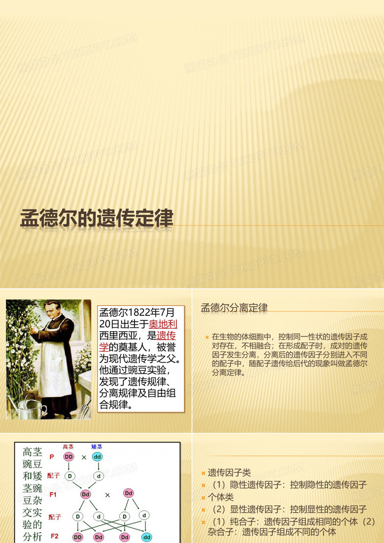孟德尔的遗传定律