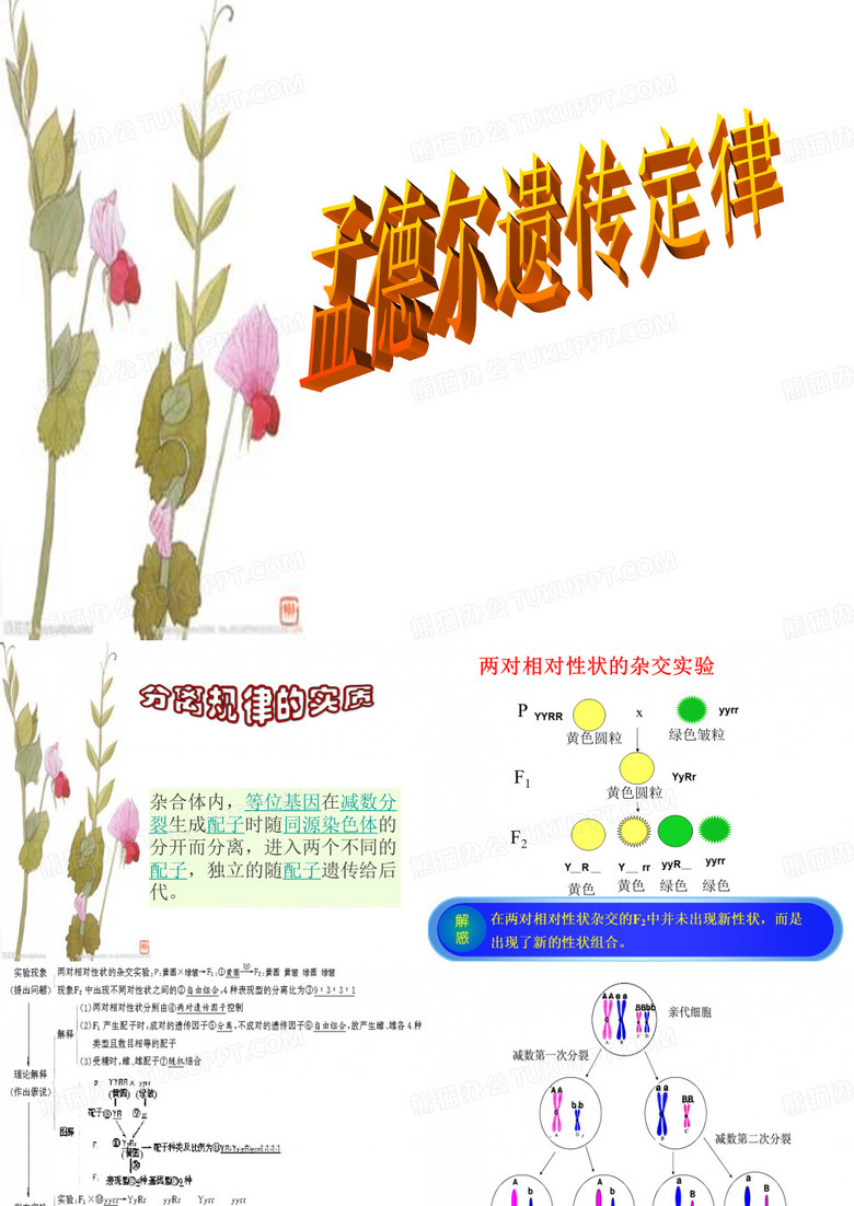 孟德尔遗传定律二