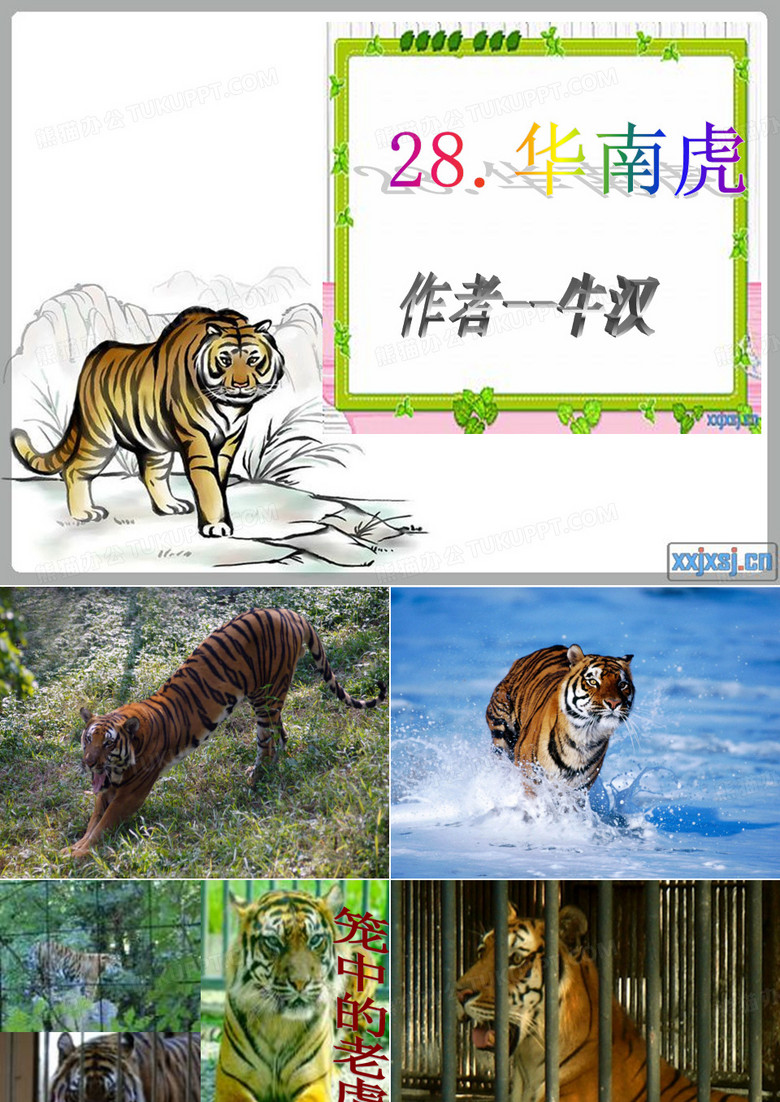 华南虎