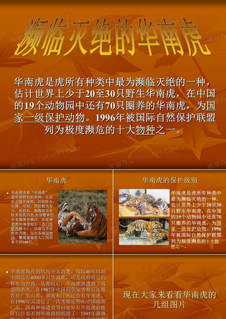 华南虎