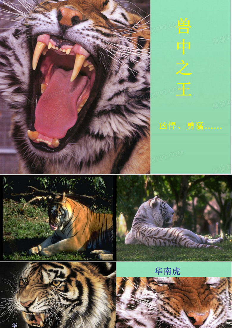 华南虎pptpan