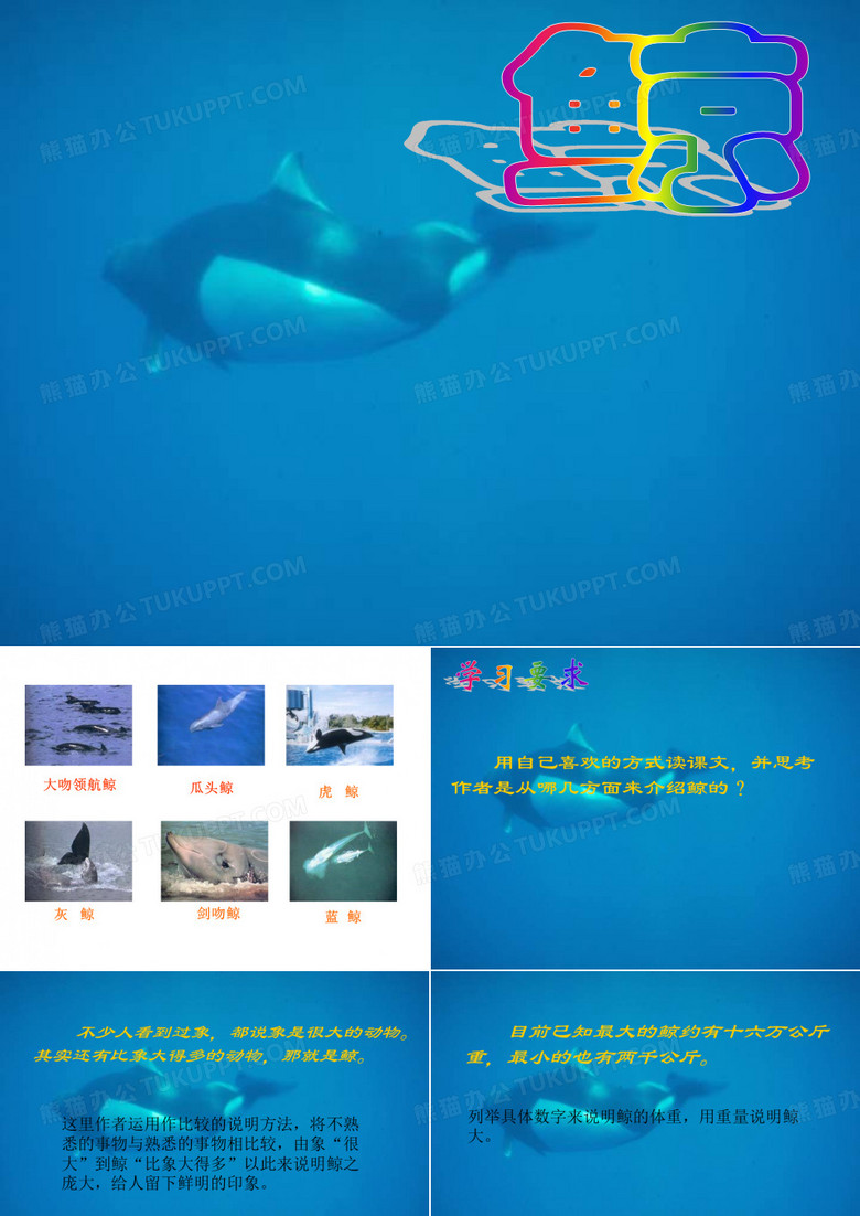 9  《鲸》ppt课件