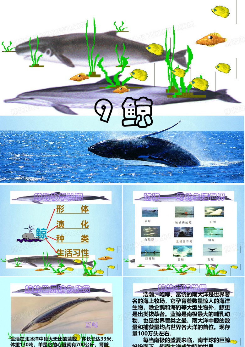 《9鲸》PPT课件