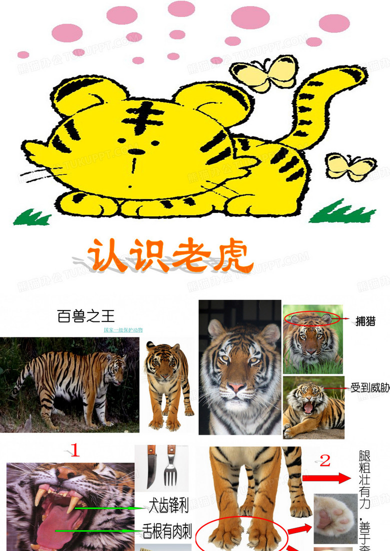 老虎