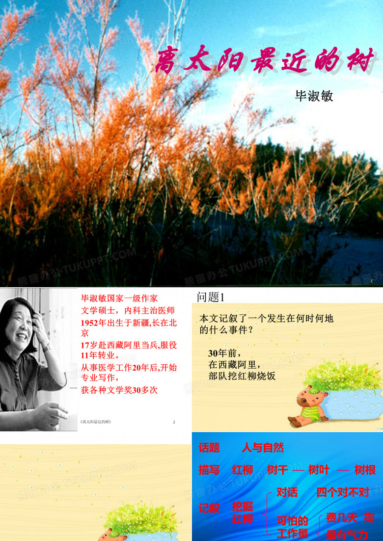 离太阳最近的树