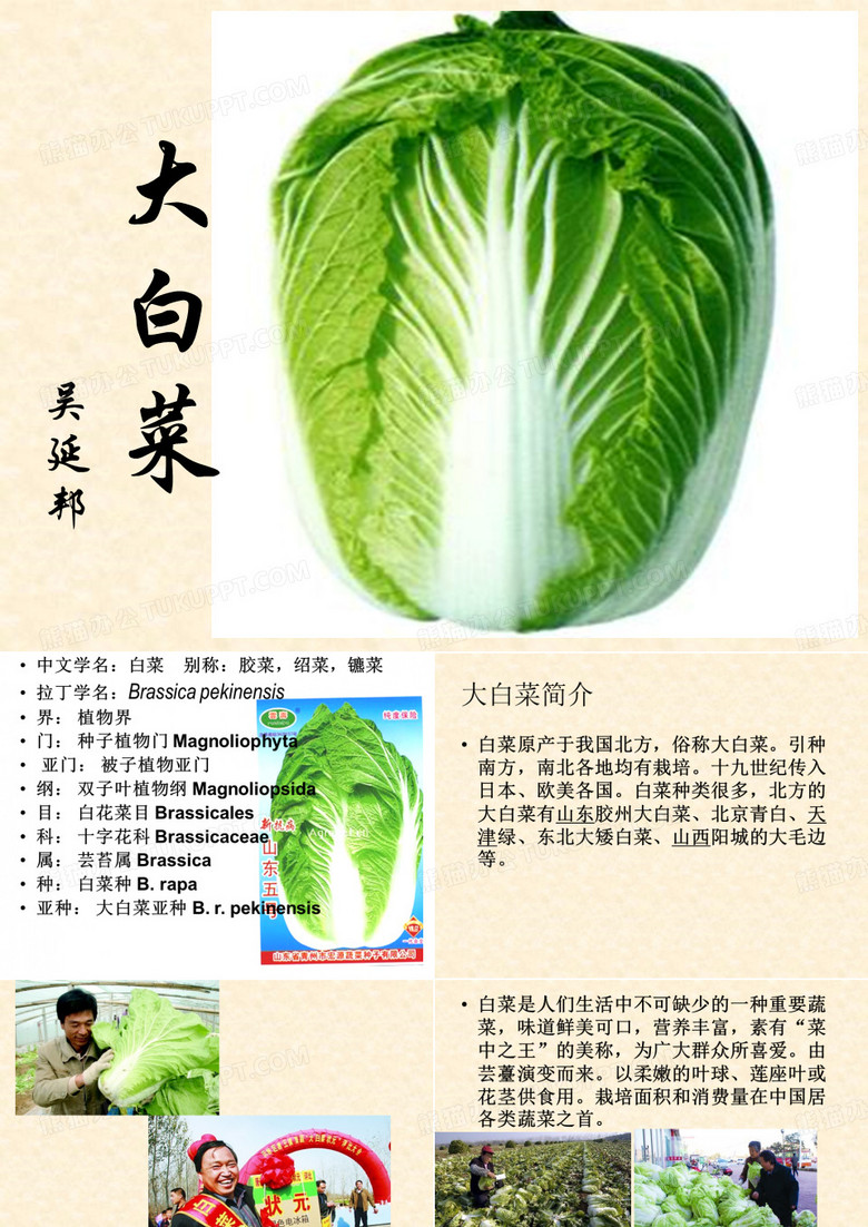 白菜