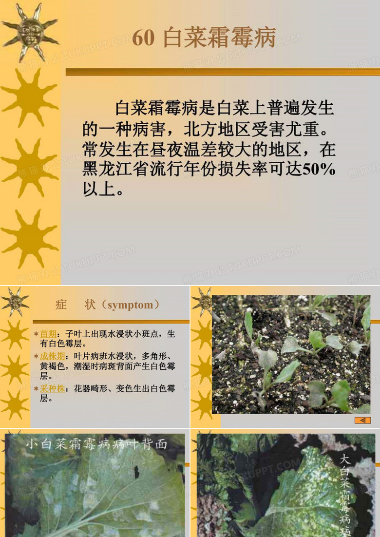 白菜霜霉病