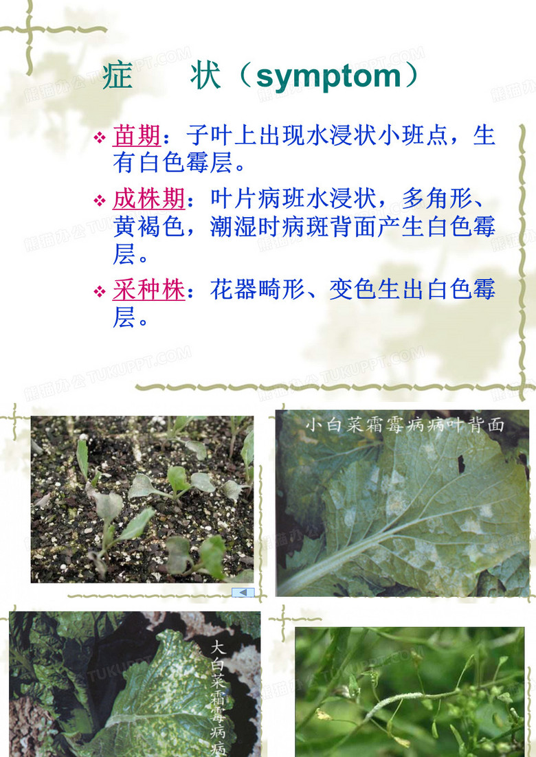 白菜霜霉病