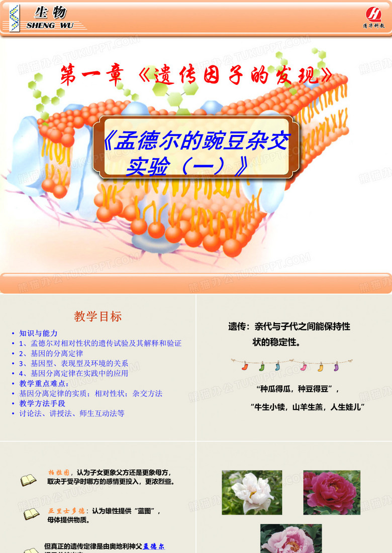 孟德尔的豌豆杂交实验一