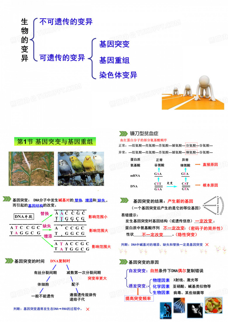 基因突变和基因重组