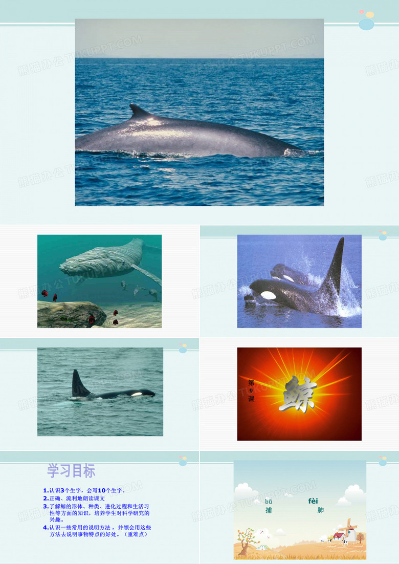 鲸教学-完整版PPT课件