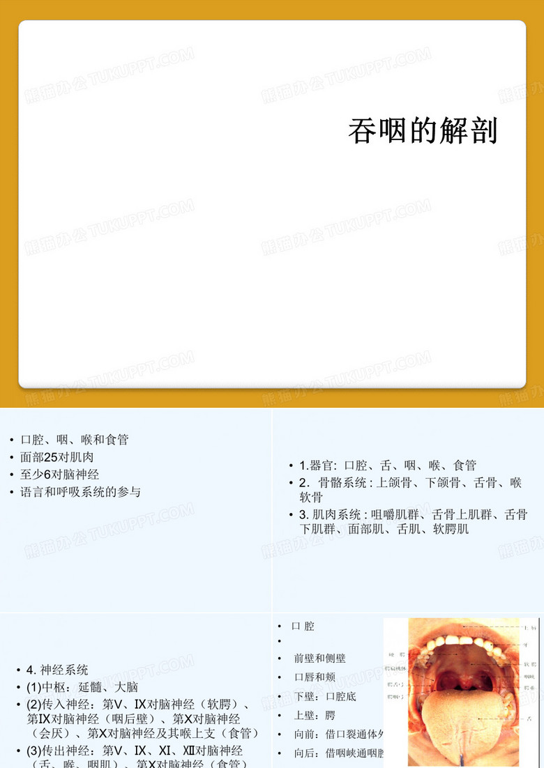 吞咽的解剖