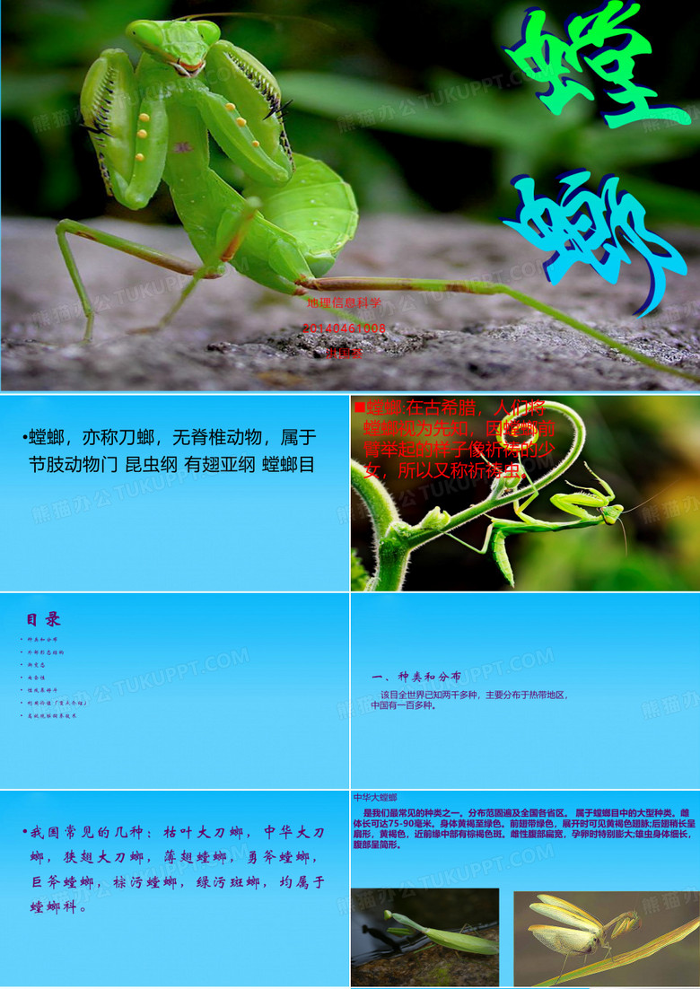 螳螂的简介及利用