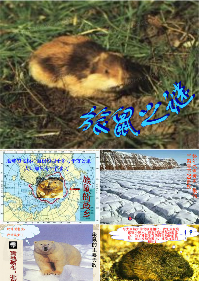 旅鼠之谜