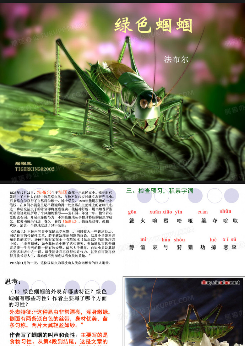 绿色蝈蝈