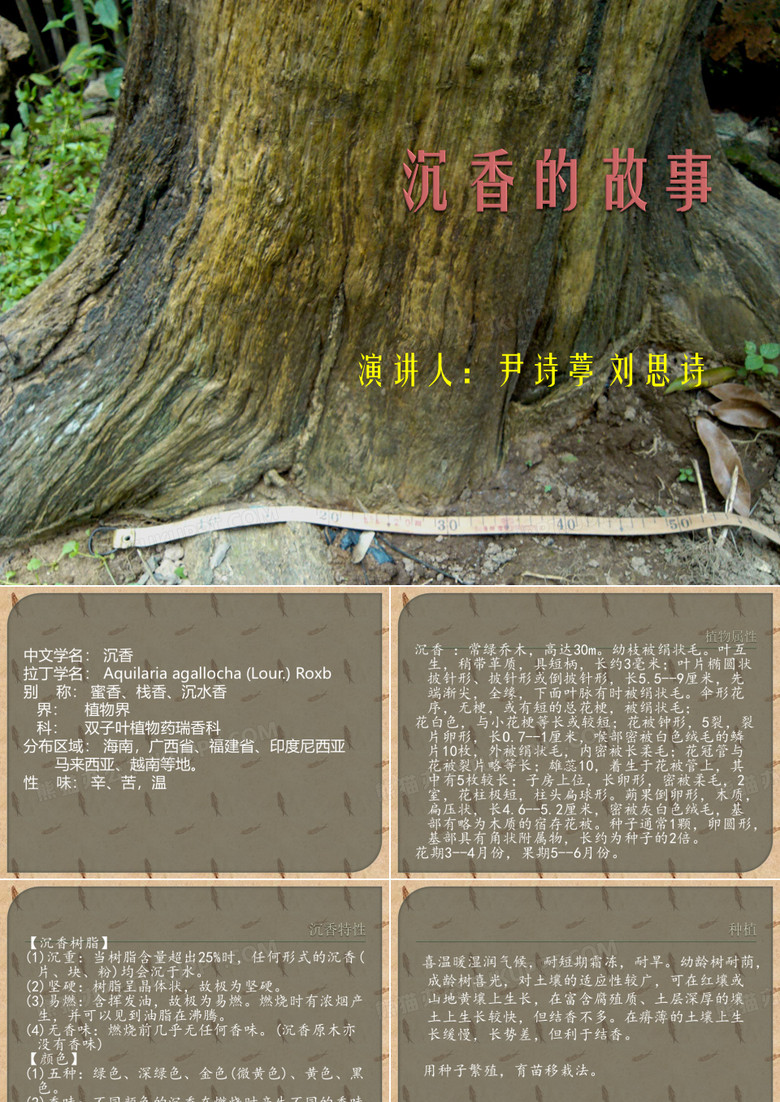 沉香的故事