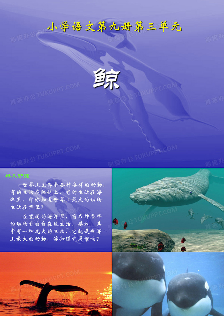 《鲸》教学课件